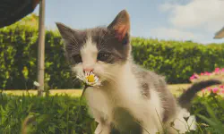 Featured image of post Why Does Your Sense of Smell Go 'Haywire' Again After a Common Cold Post-COVID?