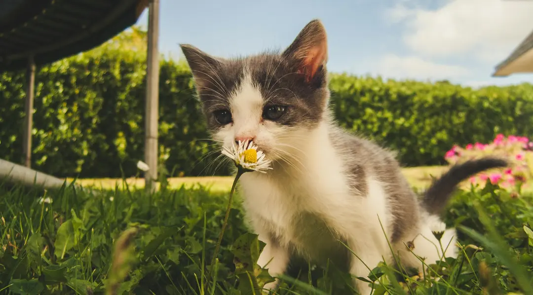 为什么得过新冠后,再次感冒时容易嗅觉“失灵”