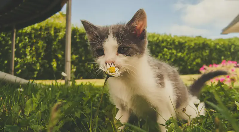 Featured image of post Why Does Your Sense of Smell Go 'Haywire' Again After a Common Cold Post-COVID?