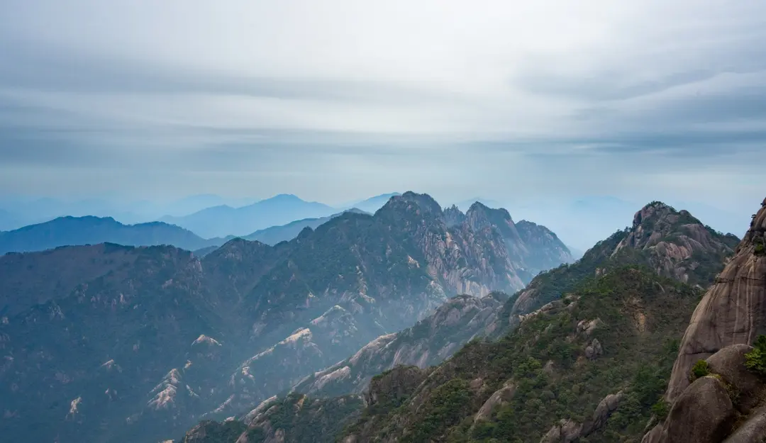 绿水青山里边的“山”到底应该是哪些树构成？